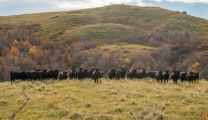 Pass Creek Angus Ranch